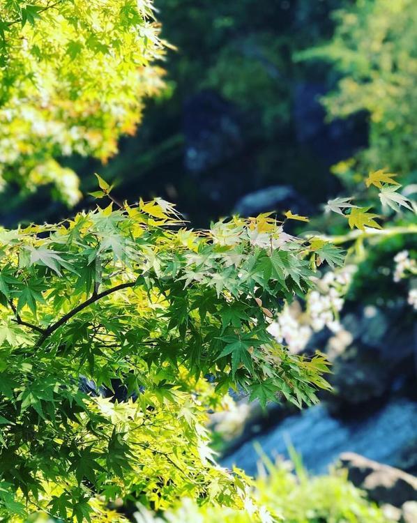 川ともみじ 植物,川,新緑の写真素材