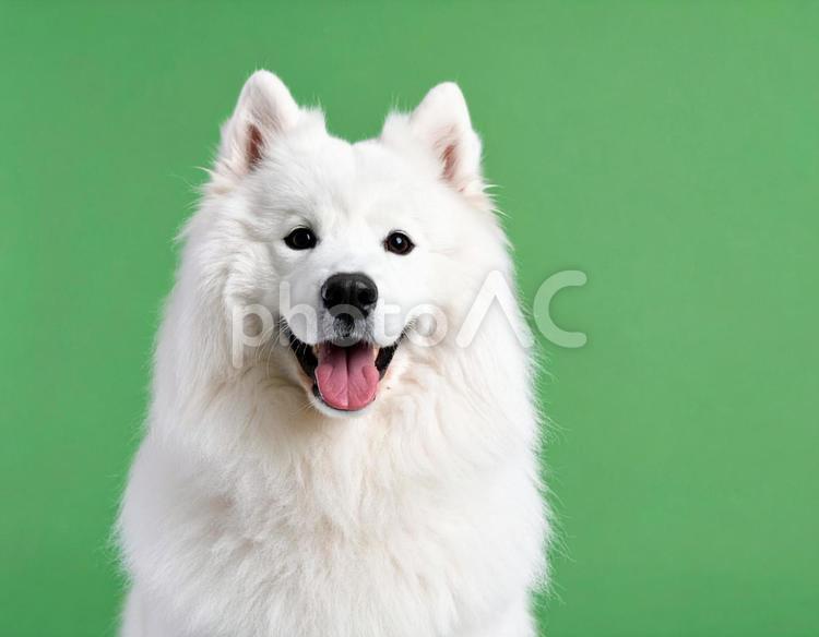 白いモフモフのサモエド　笑顔　犬1 サモエド,犬,白の写真素材