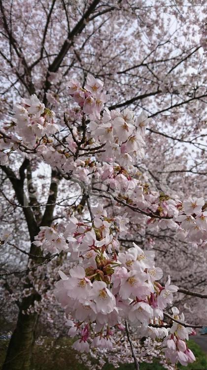 桜の世界 木,チェリー,ブランチの写真素材