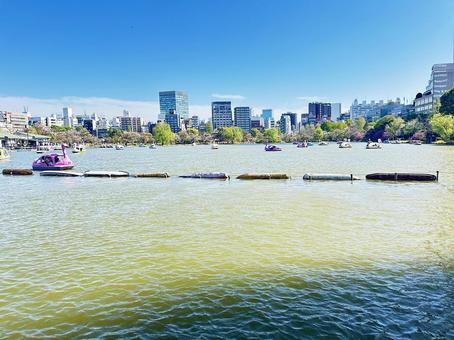 不忍池 上野公園 池 東京都台東区 不忍池 上野公園 池 東京都台東区 不忍池,上野恩賜公園,弁天島の写真素材