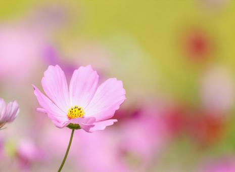 コスモス27 コスモス,秋桜,秋イメージの写真素材