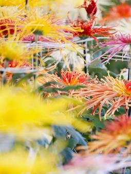 Photo, chrysanthemum, chrysanthemum exhibition, chrysanthemum festival, 