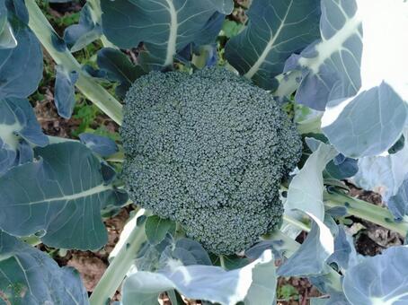 Photo, broccoli, court, vegetables, 