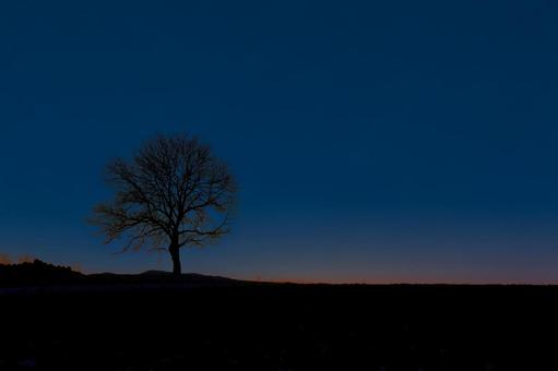 孤独な一本木 孤独な一本木 夜空,孤独,夜景の写真素材