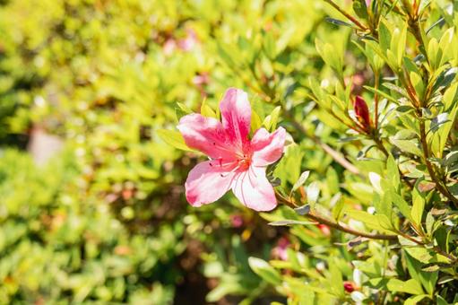 Vivid azaleas blooming among fresh greenery, JPG Vivid azaleas blooming among fresh greenery, JPG