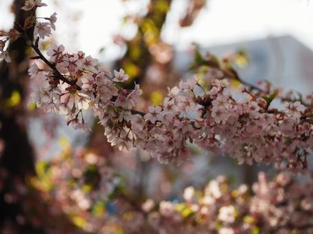 cherry blossoms, winter, natural, relax, JPG