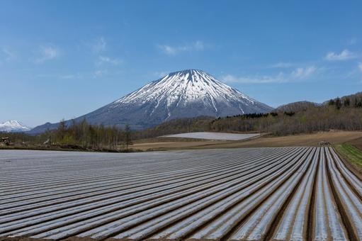 春の羊蹄山と畑 春の羊蹄山と畑 羊蹄山,畑,美しいの写真素材