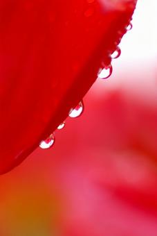 チューリップ チューリップの写真