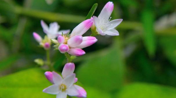 ミゾソバの小さな花 ミゾソバ,花,蕾みの写真素材
