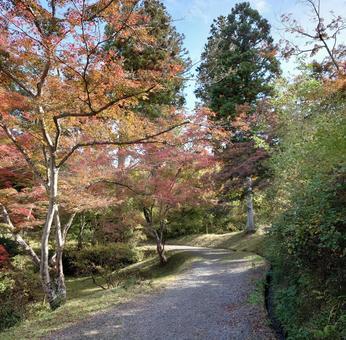 紅葉の山道 紅葉,秋,晩秋の写真素材