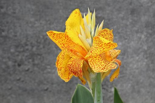 カンナの花開花 カンナの花開花の写真