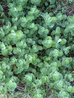 浜辺の植物 浜辺の植物 自然,浜辺,植物の写真素材