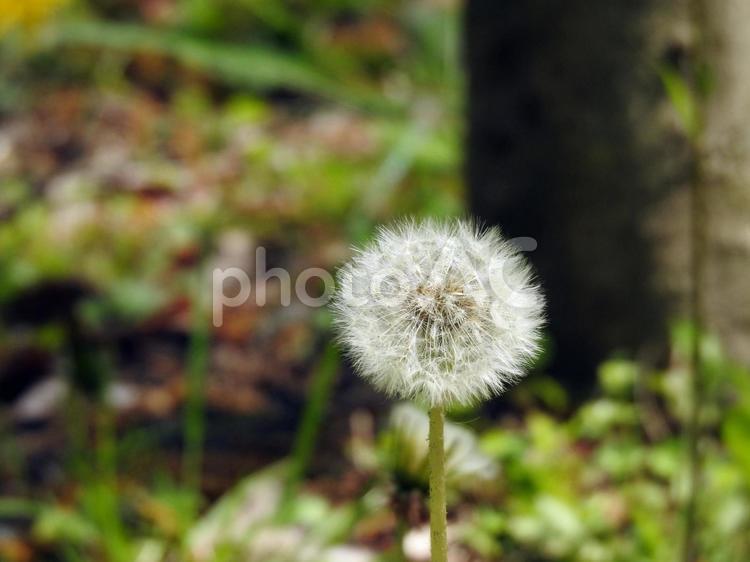 たんぽぽの綿毛 たんぽぽ,綿毛,春の写真素材