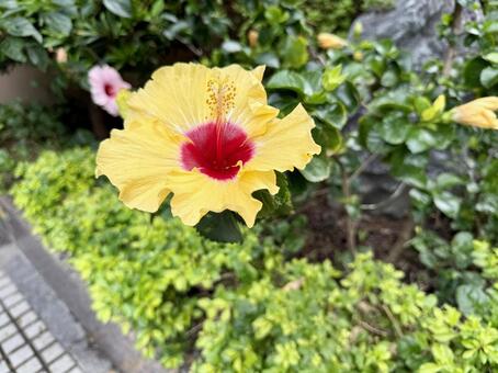 黄色いハイビスカス ハイビスカス,南国,花の写真素材