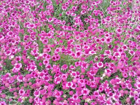コレオプシス ピンクの花,キク科,夏の花の写真素材