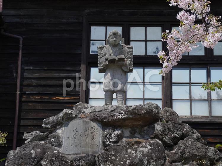 二宮金次郎と桜 二宮金次郎,石像,像の写真素材