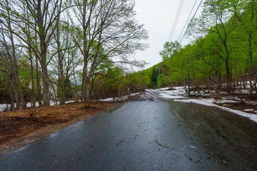 250506津南町見倉かたくりの花 新潟県,中魚沼郡,津南町の写真素材