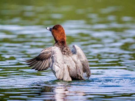 池で羽ばたくホシハジロ・カモ・鴨 ホシハジロ,鴨,野鳥の写真素材