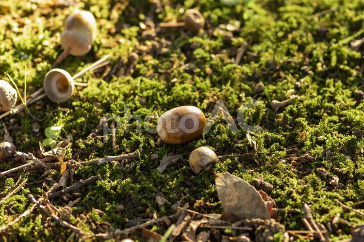 苔の上に落ちたどんぐり どんぐり,苔,木の実の写真素材