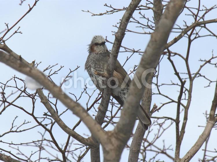 ヒヨドリ ヒヨドリ,鳥,野鳥の写真素材