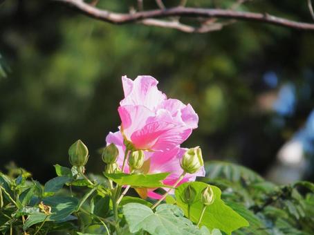 酔芙蓉 酔芙蓉の写真
