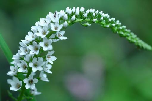 小白花像稻穗一樣盛開, JPG 小白花像稻穗一樣盛開, inunumatranoo, inunuma tiger tail, flower, JPG