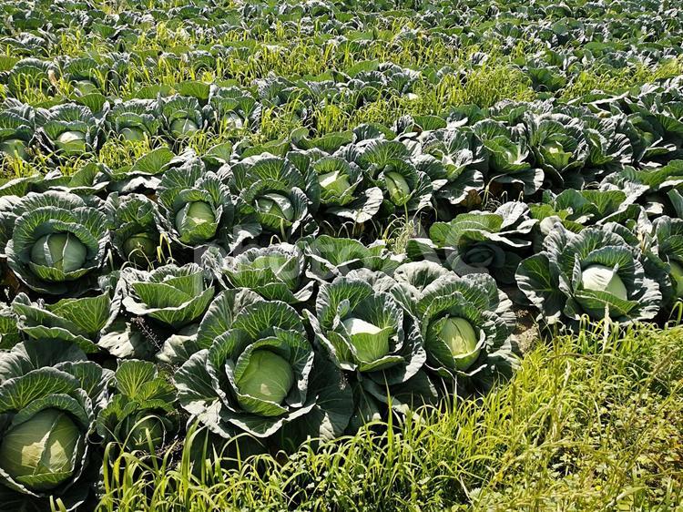 キャベツ畑　ユーチューブ動画編集素材 畑,葉物野菜,野菜の写真素材