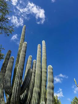 ハワイ　KCCサボテンガーデン kccコミュニティカレッジ,サボテン,ハワイの写真素材