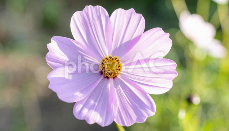 一輪のコスモスの花 10月,キク科,コスモスの写真素材