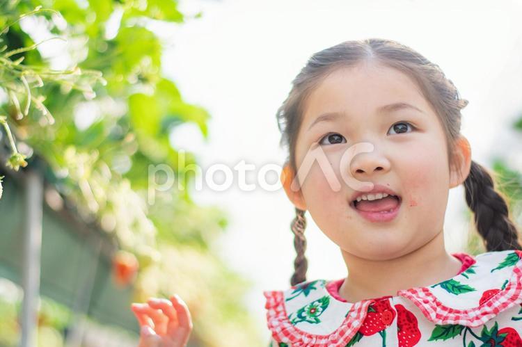 いちご狩りをする女の子 いちご狩り,いちご,笑顔の写真素材