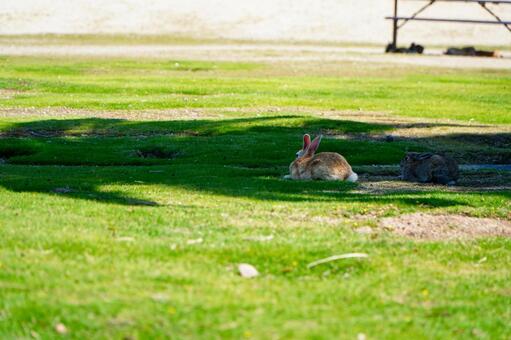 大久野島　野ウサギ734 うさぎ,ウサギ,動物の写真素材