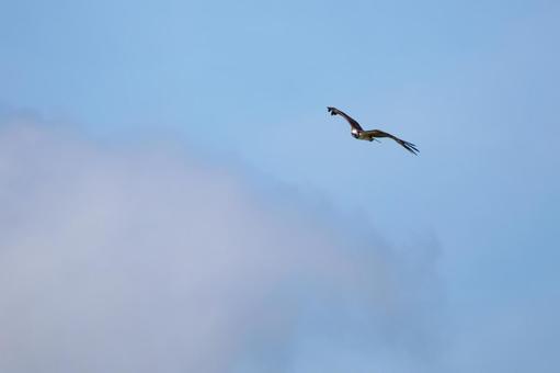 Osprey ⑽, JPG Osprey ⑽, JPG