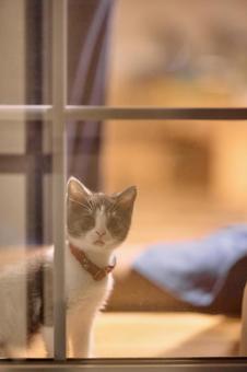 窓辺の子猫 窓辺の子猫 マンチカン,猫,子猫の写真素材