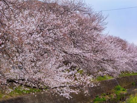東川の桜並木 桜,さくら,春の写真素材