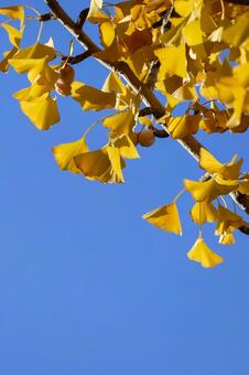 黄金色の銀杏と青空 イチョウ,銀杏,いちょうの写真素材