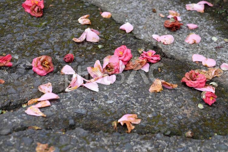 落ちても尚美しい 花,小道,光の写真素材