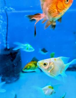 水槽の中の金魚 水槽,金魚,泳ぐの写真素材