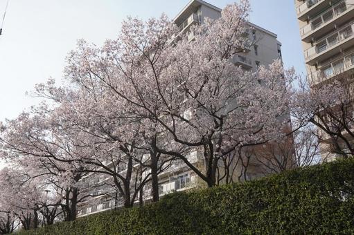 桜の花 桜の花の写真