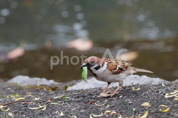 葉っぱの切れ端を咥えた雀 雀,すずめ,鳥の写真素材