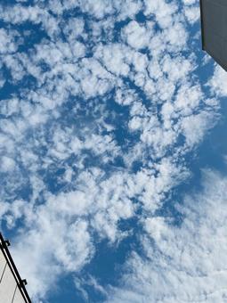 うろこ雲 うろこ雲の写真