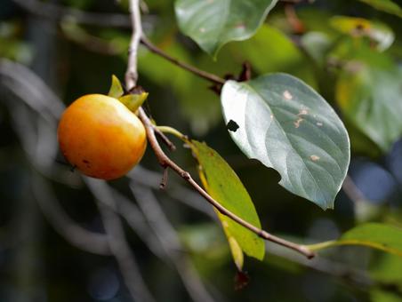 柿の写真