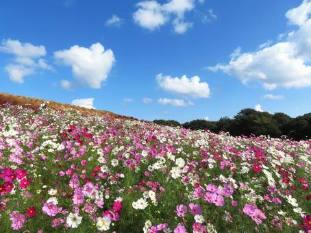 ひたち海浜公園のコスモス 秋桜,花畑,花の写真素材
