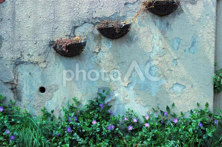 花のある塀 花,塀,ガーデニングの写真素材