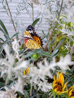 緑にとまる彩り豊かな蝶 蝶,チョウ,昆虫の写真素材