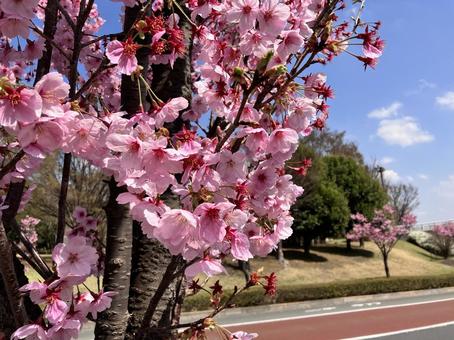 道路に咲く河津桜 道路に咲く河津桜の写真