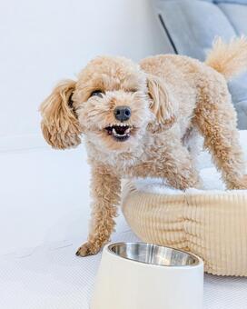 ご飯を前に喜んで立つトイプードル トイプードル,犬,ペットの写真素材