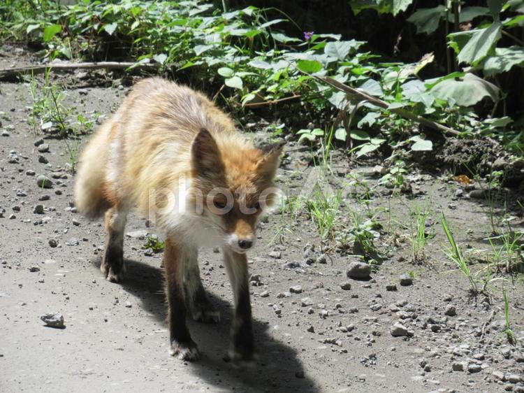 野生のキタキツネ キタキツネ,きつね,北海道の写真素材