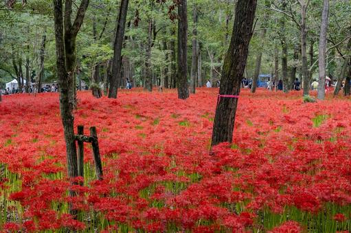 巾着田曼珠沙華公園周辺の景色 巾着田曼珠沙華公園周辺の景色 巾着田,曼珠沙華,公園の写真素材