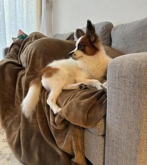 ソファから落ちそうな犬 パピヨン,papillon,犬の写真素材