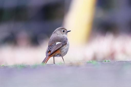 地上に降りたジョウビタキ 鳥,ジョウビタキ,冬の写真素材